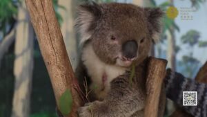 MBP &amp;#8211; Tour of Australia Part 1