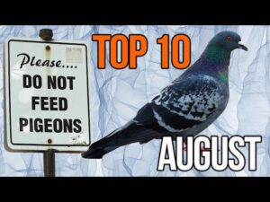 Lex Veldhuis Top 10 Clips Of August!